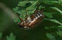Beetles: Summer Chafer (Amphimallon solstitale)